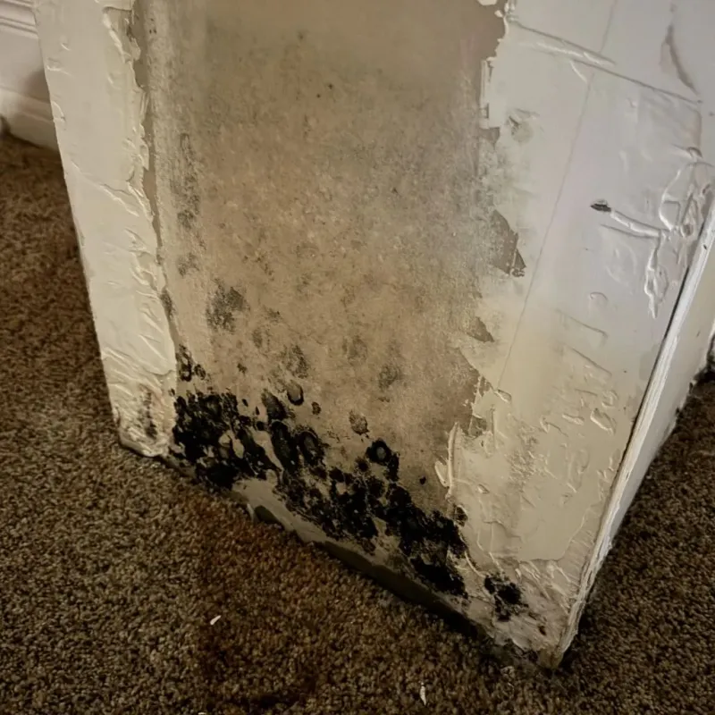 Professional Mold Removal in Maricopa County, AZ